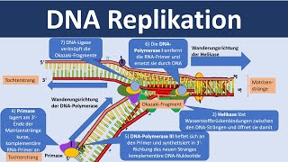 DNA Replikation  Verdopplung der DNA Biologie Oberstufe [upl. by Brenan]