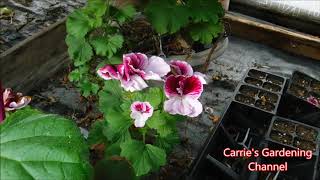 How To Grow Martha Washington Geraniums Martha Washington Geranium Quick Care Guide Regal Geranium [upl. by Almeida]