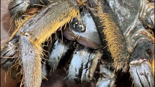 Vietnam silver tarantula Ornithoctoninae spVietnam Silver feeding black cricket [upl. by Jemena]