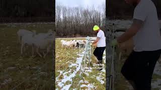 Our premium sheep and goat nets are apart of our black Friday sale Video by fireflyfarmangelica [upl. by Neddie]