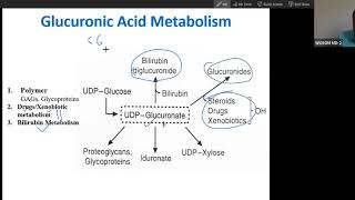 Synthesis and function of glucuronic acid USMLE step1 [upl. by Jyoti596]