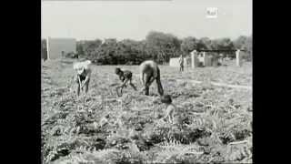 Piatti tipici pugliesi  Sapori di Puglia 1967  Rai Storia [upl. by Ivonne]