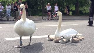 Swan family controls traffic in Denmark [upl. by Dlorad833]