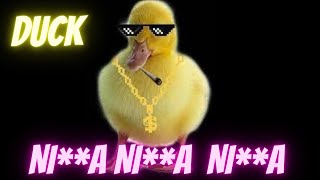 DUCK Singing Nia Nia Nia from Gangsta Rap [upl. by Nylarahs908]