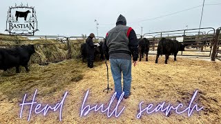 Herd bull search at Coleman Angus Ranch [upl. by Cohla]