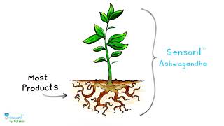 Sensoril Ashwagandha  Leaf amp Root Powerhouse [upl. by Teddman735]