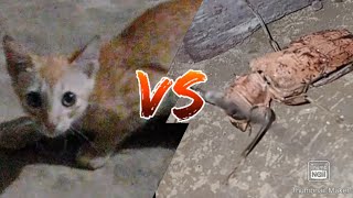 Cat Vs Bug Intense Fight😱🤯Part 2 shorts fyp insects [upl. by Yenruoc256]