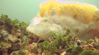 Ocellated Frogfish Eating [upl. by Navarro]