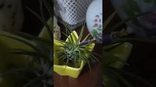 Tillandsia Air Plant 🩷Namulaklak agad 🙏🥰🙏 [upl. by Annayak]