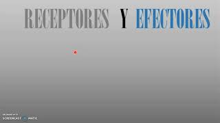 Receptores y Efectores de Sistema Nervioso [upl. by Annatsirhc]