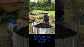 Up Potting Blueberry Bush garden gardening [upl. by Weingartner]