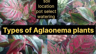 Types of Aglaonema plantsHow to grow Aglaonema plantscare tips [upl. by Nosbig]