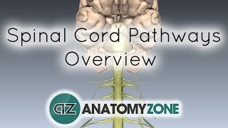 Spinal PathwaysTracts  Part 2  Ascending and Descending Tracts Overview  Anatomy Tutorial [upl. by Areek703]