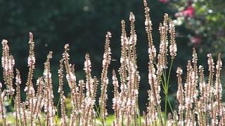 Persicaria amplexicaulis Alba [upl. by Nikaniki]