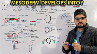 Mesoderm Embryology Organogenesis from Mesoderm [upl. by Loraine879]