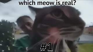 which meow is real [upl. by Cora]