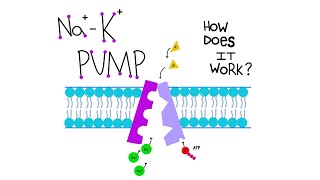 Sodium Potassium Ion Pump Made Simple [upl. by Trudi235]