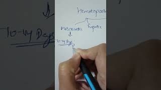 Stages of Hematopoesis [upl. by Narib]