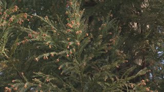 花粉症にはつらいシーズンが… 花粉の飛散は平年より早まり１月下旬から「早めの対策を」 [upl. by Thurmond932]