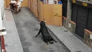 Bull Breaks Legs At Spanish Festival [upl. by Enyawud]