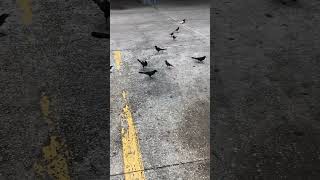 GRACKLES amp A CROW PUSHING PAPER birds nature naturelovers wildlife naturephotography crow [upl. by Kelci713]