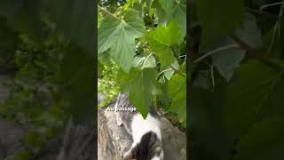 🐈 Chat au monastère 🐱😍 abbaye moine [upl. by Hamo642]