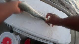 Targeting Speckled Trout at the Jetties Aug 12 2024 [upl. by Adnohsal]