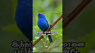 poove poochudava soga song subscribe our channel please 🙏 [upl. by Nedarb]