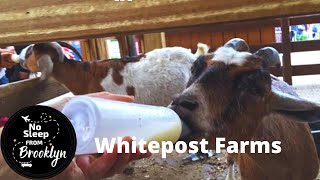 Amazing Petting Zoo  White Post Farms with Fall Festival and Pumpkin Picking  Long Island NY [upl. by Fawna]