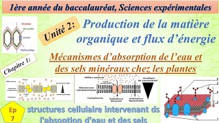 1BSEFU2CH1ep7structures cellulaire intervenant ds labsoption deau et des sels minéraux [upl. by Tray]