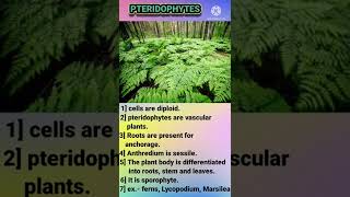 Difference between Bryophytes and pteridophytes [upl. by Justis703]