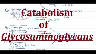 27 Optional Catabolism of Glycosaminoglycans GAGs [upl. by Claman]