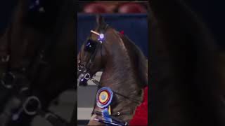 Best Show in Vegas 🥂saddlebred saddleseat horse champion equestrian [upl. by Vorfeld]