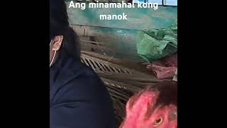 Kinatay na para may ulam bundok manok lumangtugtugin [upl. by Coulombe]