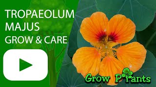 Tropaeolum majus  grow care and eat Garden nasturtium [upl. by Drusi]