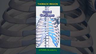 Skeleton skeletal system Thoracic region medicine humananatomy pharmamcqs [upl. by Gomer77]