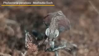 🦗 Modliszka Duch Phyllocrania paradoxa w Makro 👁️ [upl. by Anifur]