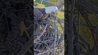 Eagle dad brings stick in nest M15 birds eaglenest eagle eagles stick shorts nature nest [upl. by Ihtak736]