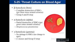 525 526 43 Throat cultures CAMP test and Bile Esculin Agar [upl. by Dianuj202]