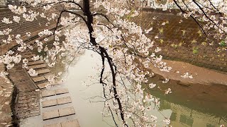 弘明寺の桜 [upl. by Jac]