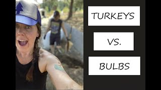 Washington Vegan Homestead  Turkeys vs Bulbs [upl. by Llerref]