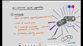 17 Ribosomes Centrosomes Cilia amp Microvilli Cambridge A level Bio [upl. by Rozella]