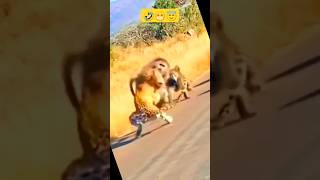 dog doglover lion cheetah lion monkey baboon baboon2wild baboon vs cheetah fight [upl. by Hennahane446]