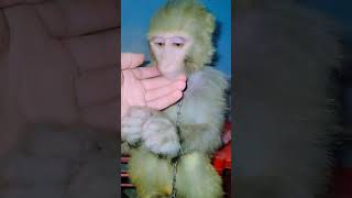 Monkey girl baby beautiful monkey ytshorts [upl. by Sirkin]