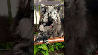 8 months old belgian shepherd groenendael dog  pastor belga [upl. by Cherish]