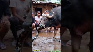 buffalo protects children from python youtubeshorts [upl. by Neicul]