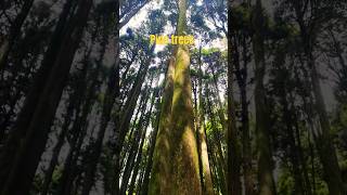 Pine tressdarjeelingoffbeat ytshorts adventure tourmiriktour [upl. by Notneb]