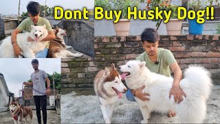 Barfi and Maxi Vlog  Wooly coat husky vs Standard coat husky [upl. by Cappello946]