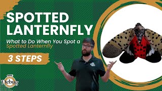 What to do if you spot a Spotted Lanternfly [upl. by Nadabb]