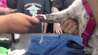 CCC Veterinary Assisting Hot to remove an IV Catheter [upl. by Ainivad]